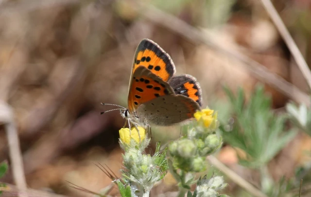 Lycaena phlaeas - közönséges tűzlepke
