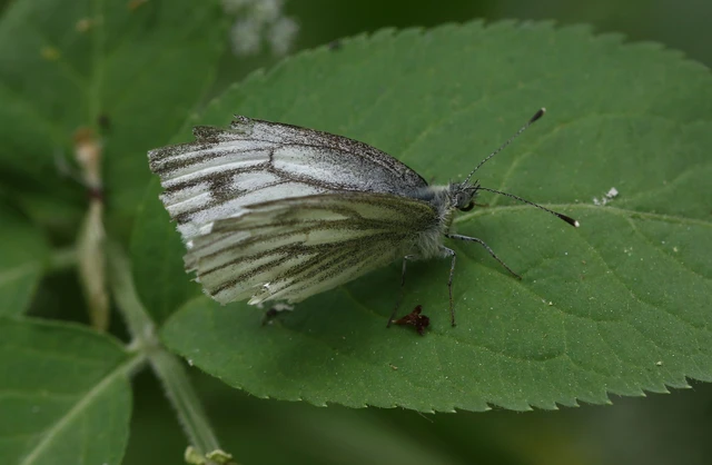 Pieris napi - repcelepke