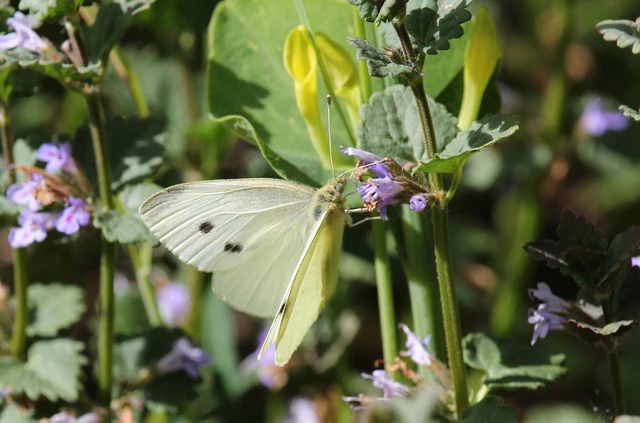 Pieris rapae - répalepke