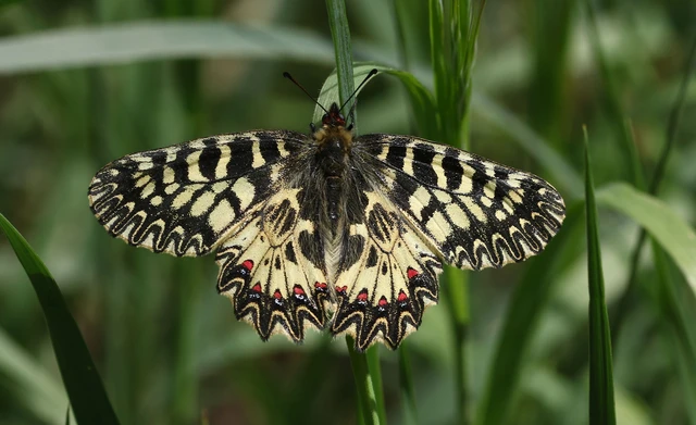 Zerynthia polyxena - farkasalmalepke