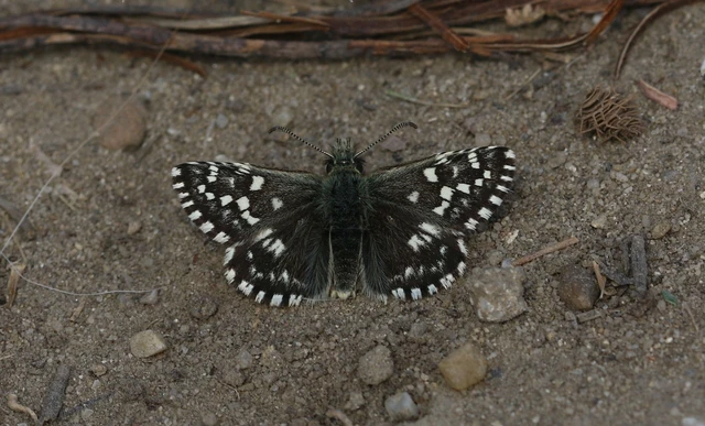 Pyrgus malvae - kis busalepke