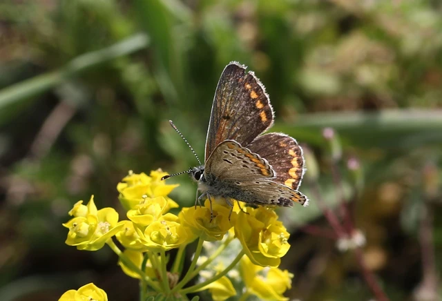 Aricia agestis - szerecsenboglárka