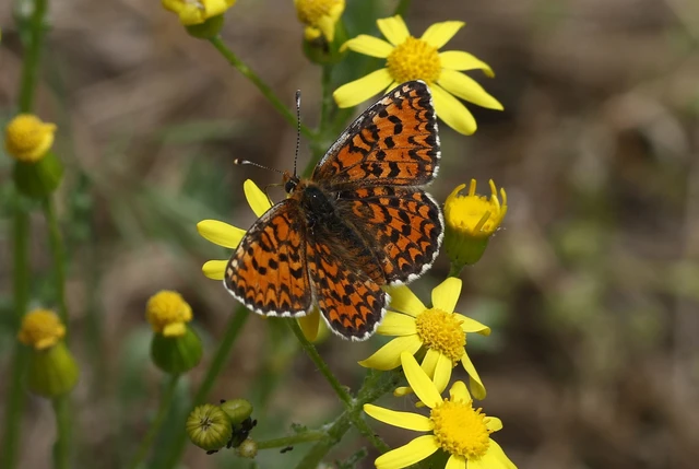 Melitaea trivia - kis tarkalepke