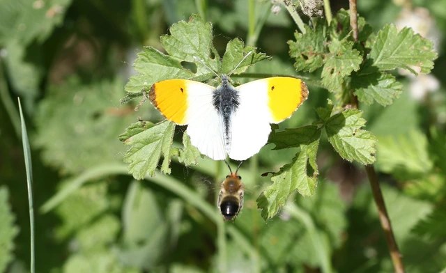 Anthocharis cardamines - hajnalpírlepke