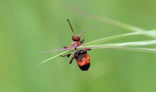 Cantharis rustica - suszterbogár