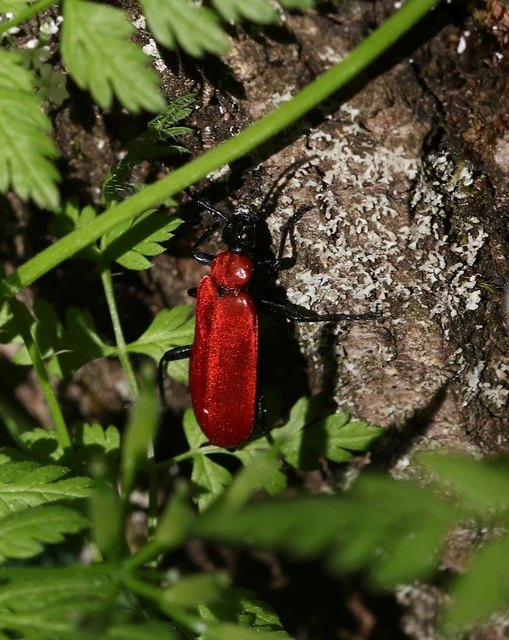 Pyrochroa coccinea - nagy bíborbogár