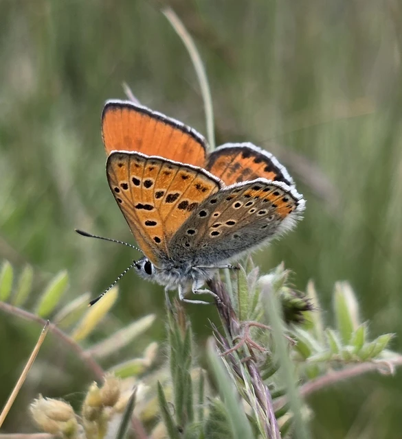 Lycaena thersamon - kis tűzlepke