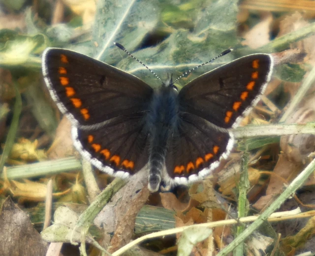 Aricia agestis - szerecsenboglárka