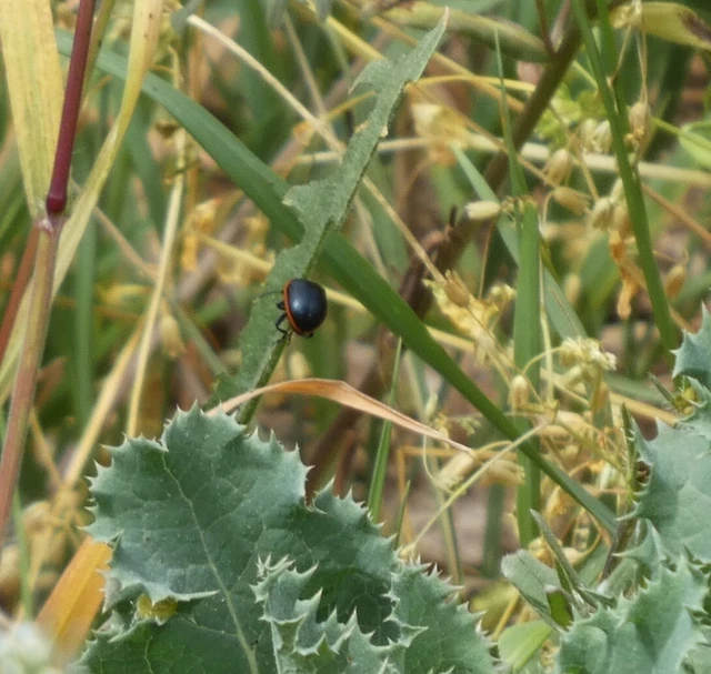 Chrysolina