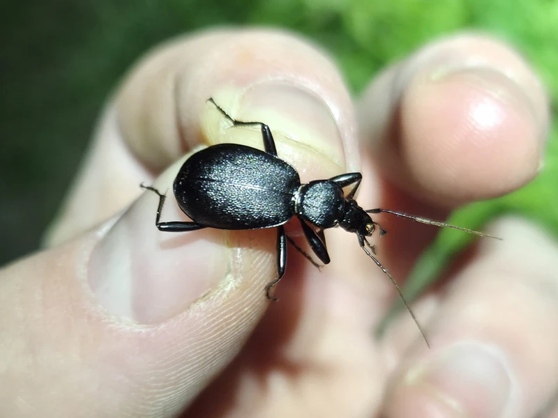 Cychrus caraboides - feketelábú cirpelőfutó
