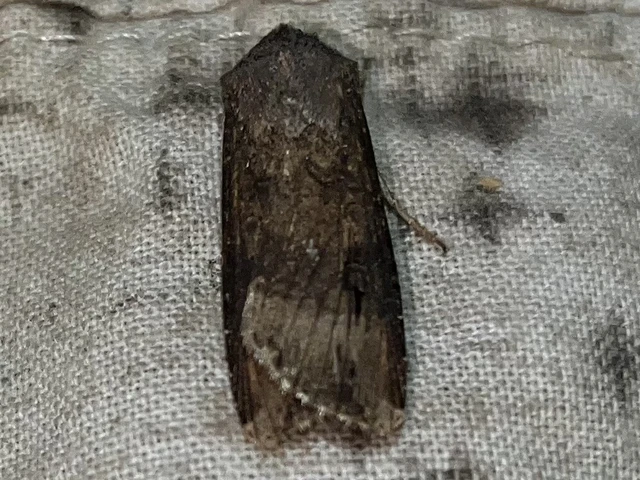 Agrotis ipsilon - nagy földibagoly