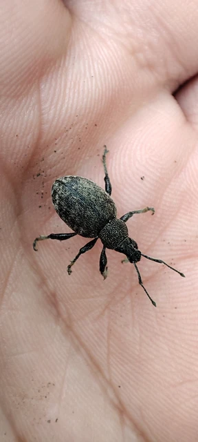 Otiorhynchus ligustici - vincellér-gyalogormányos