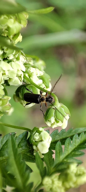 Grammoptera ruficornis - gyűrűscsápú galagonyacincér Grammoptera ruficornis - gyűrűscsápú galagonyacincér