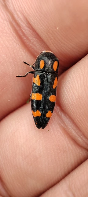 Ptosima undecimmaculata - sárgafoltos díszbogár