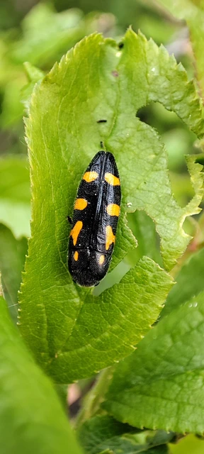 Ptosima undecimmaculata - sárgafoltos díszbogár