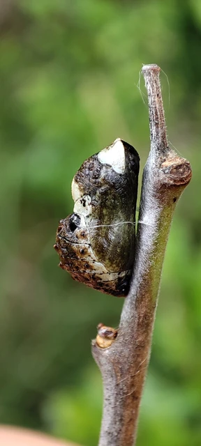 Satyrium pruni - szilvafa-csücsköslepke