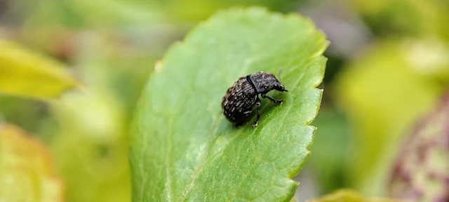Anthribus nebulosus - ködfoltos pajzstetvész-orrosbogár
