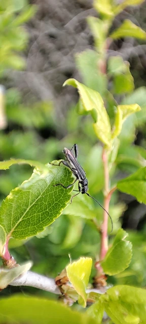 Callimoxys gracilis - frakkos cincér