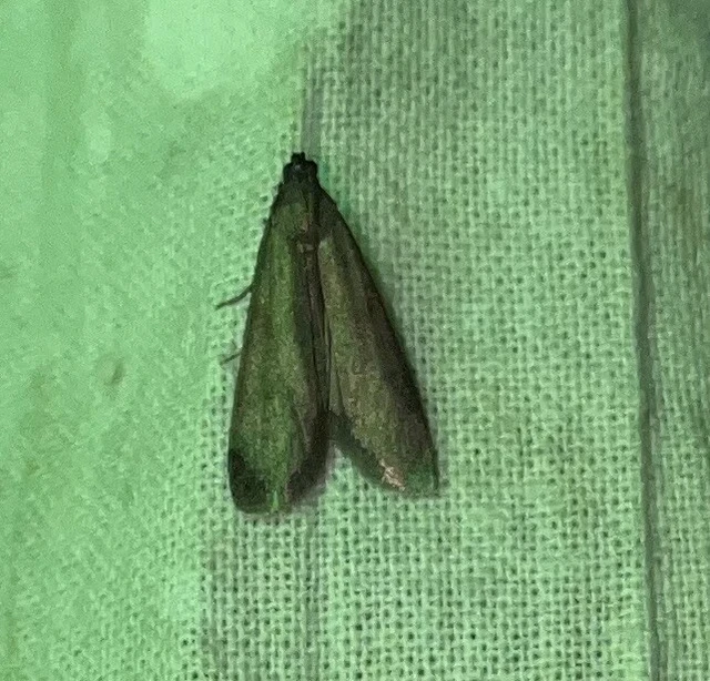 Episcythrastis tetricella - tavaszi karcsúmoly