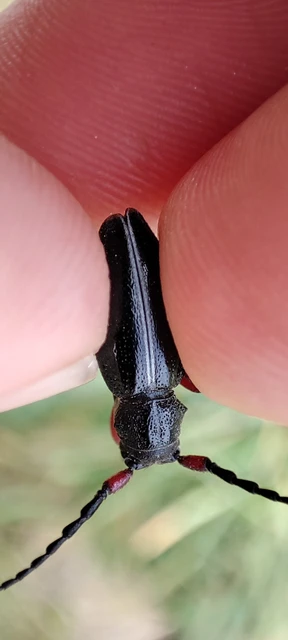 Dorcadion pedestre - kétsávos gyalogcincér Dorcadion pedestre - kétsávos gyalogcincér