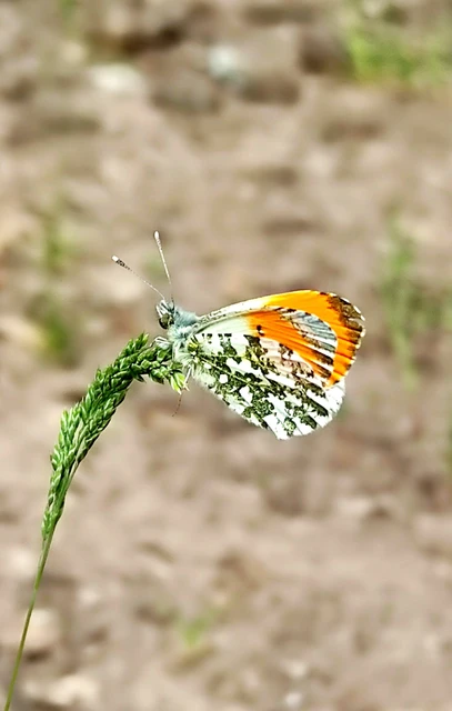 Anthocharis cardamines - hajnalpírlepke