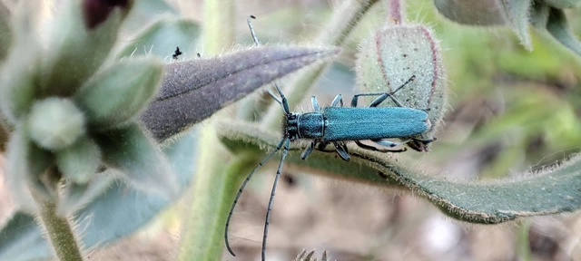 Phytoecia coerulescens - kígyósziszcincér