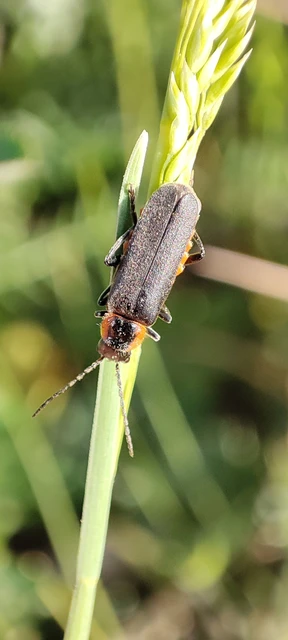 Cantharis
