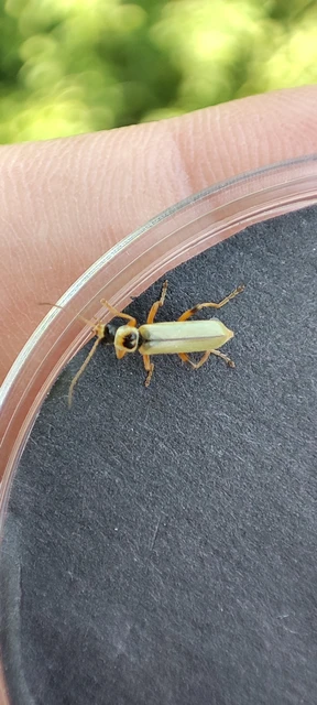 Metacantharis clypeata - tavaszi lágybogár