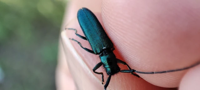 Agapanthia violacea - kék somkórócincér