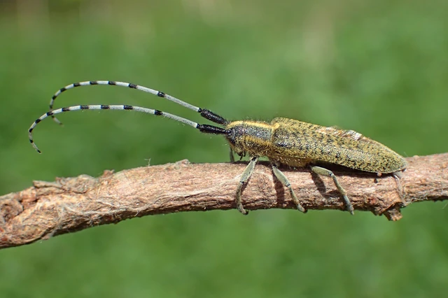 Agapanthia villosoviridescens - fehérgyűrűs bogáncscincér