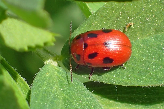 Gonioctena fornicata - közönséges lucernabogár