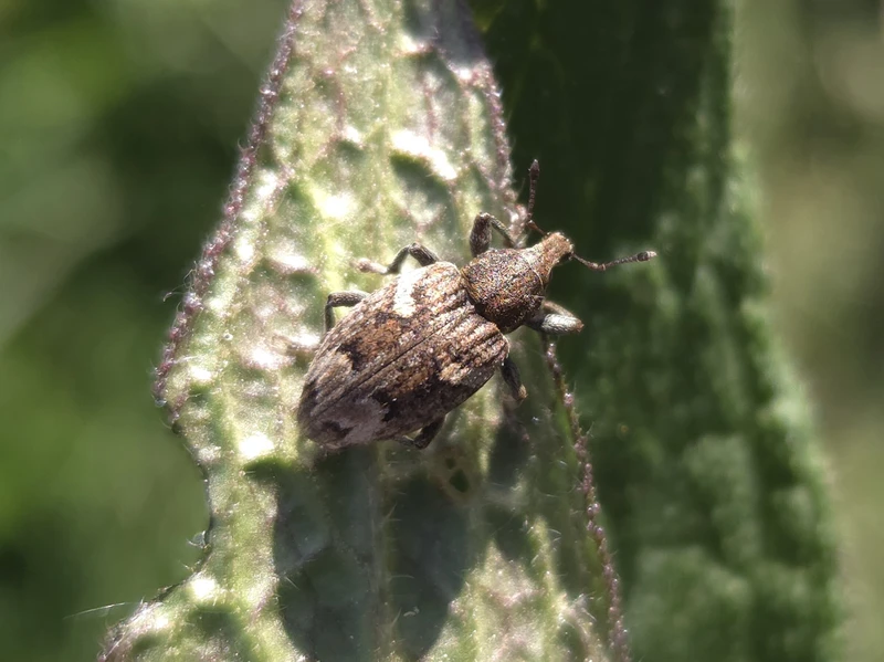 Graptus triguttatus - kárpáti nadálytőormányos