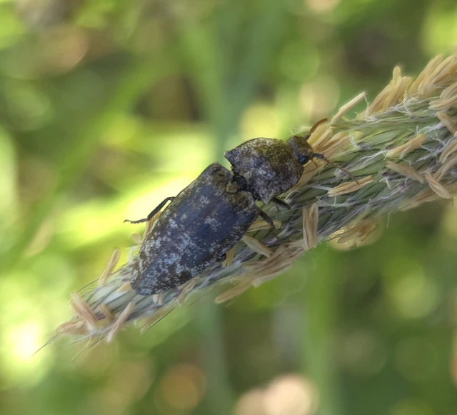 Agrypnus murinus - egérszínű pikkelyespattanó