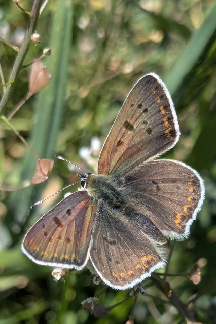 Lycaena tityrus - barna tűzlepke