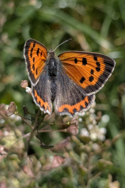 Lycaena phlaeas - közönséges tűzlepke