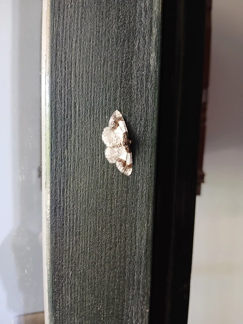 Ligdia adustata - barna levélaraszoló