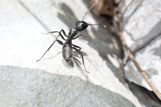 Camponotus vagus - fekete lóhangya