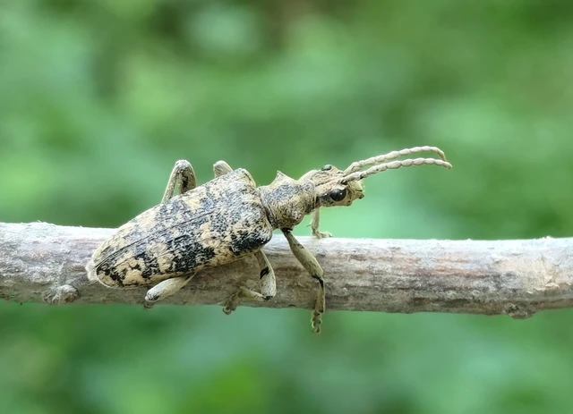 Rhagium sycophanta - tölgyes-tövisescincér