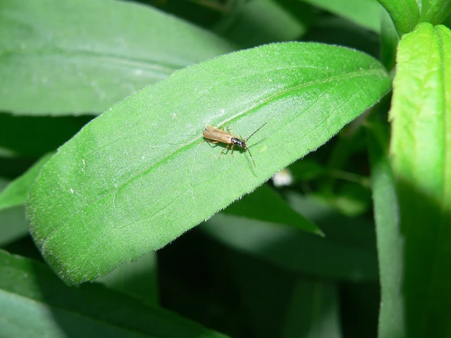 Rhagonycha lignosa - cserjés-lágybogár