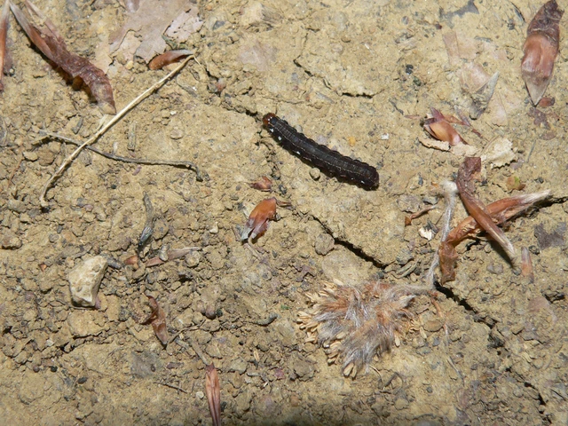 Eupsilia transversa - holdacskás télibagoly
