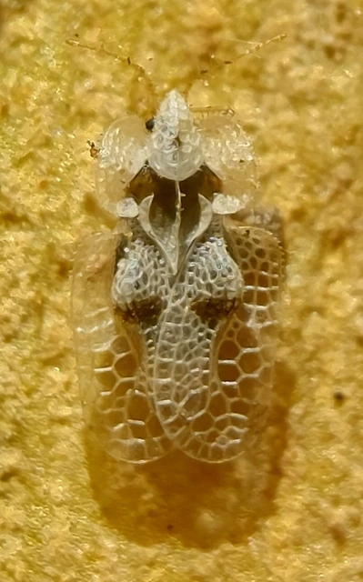 Corythucha ciliata - platán-csipkéspoloska
