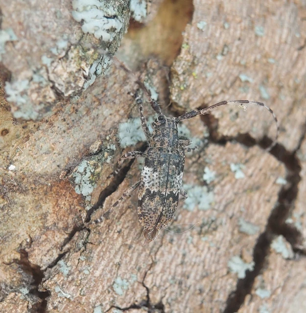 Mesosa nebulosa - ködfoltos cincér