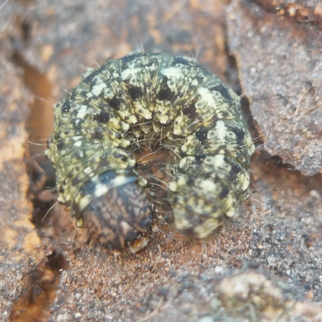 Cryphia algae - sárgászöld zuzmóbagoly