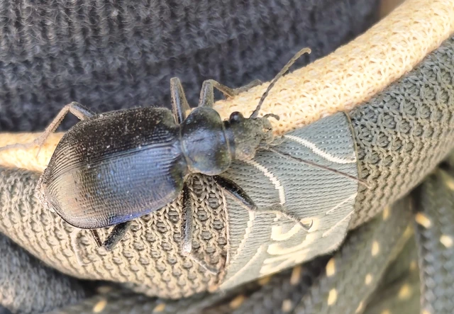 Calosoma inquisitor - kis bábrabló