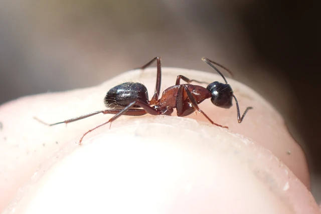 Camponotus ligniperda - faodvasító lóhangya