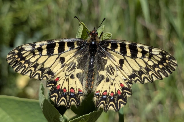 Zerynthia polyxena - farkasalmalepke