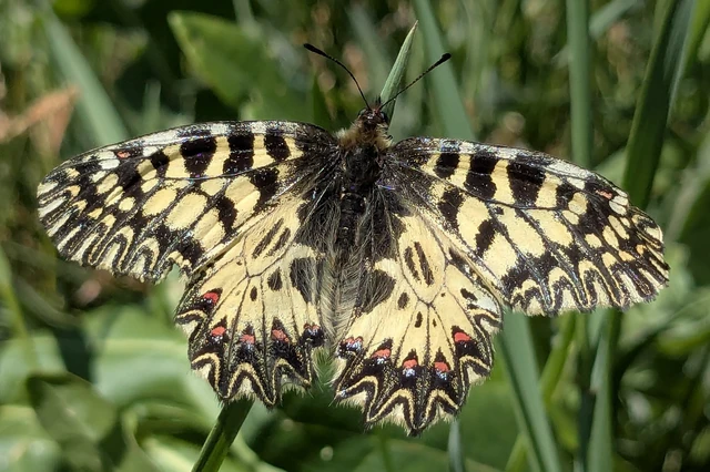 Zerynthia polyxena - farkasalmalepke