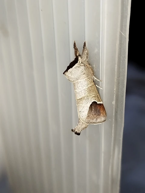 Clostera curtula - rövidszárnyú levélszövő