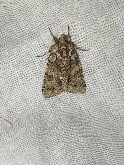 Acronicta rumicis - sóska-szigonyosbagoly Acronicta rumicis - sóska-szigonyosbagoly