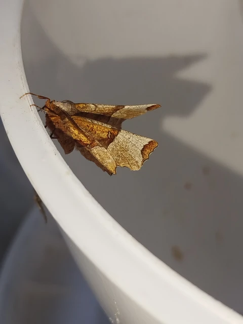 Selenia lunularia - egyfoltos holdasaraszoló